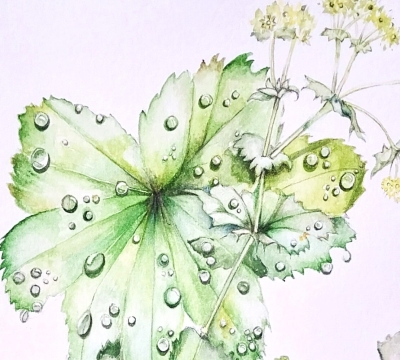 February ~ Adventures in Nature using Watercolour  . . . . . . . . .     3 x FRIDAY am's with Lis Bramwell . . .